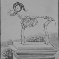 Skeleton of an Angora goat, drawing by Bouvée, 1755, Gallica